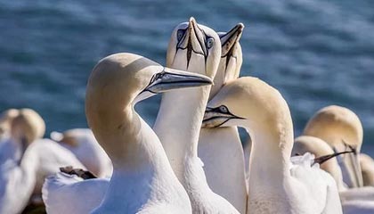 必赢官网APP——智慧娱乐的新纪元，理性下注的优选之选