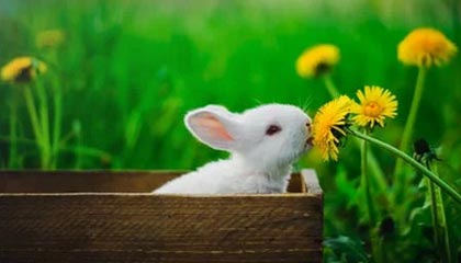 开云数字工具——开启企业数字化智能管理新时代